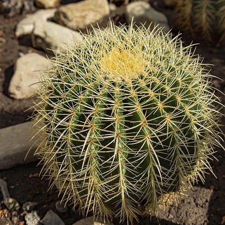 Apartment Menada Rainbow