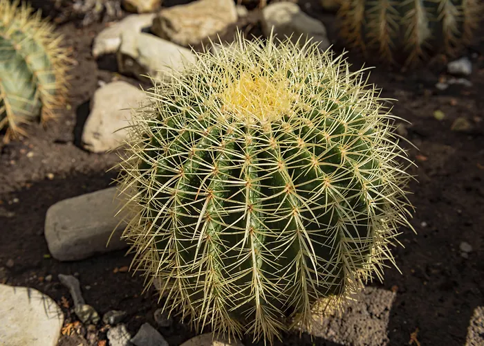 Апартаменты Menada Rainbow